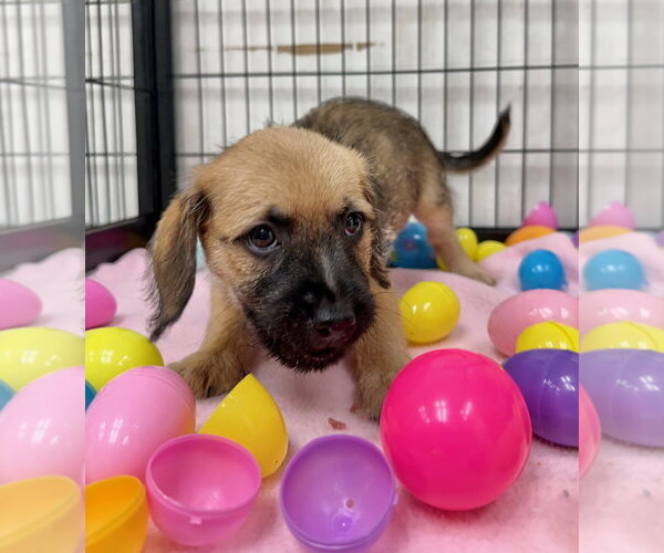 Medium Photo #1 Mutt Puppy For Sale in GILBERTS, IL, USA