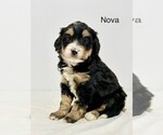 Image preview for Ad Listing. Nickname: Nova