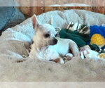 Small #23 Chihuahua