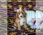 Small Photo #4 Cavapoo Puppy For Sale in LEOLA, PA, USA