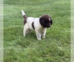 Small #5 Newfoundland