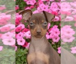 Puppy Eve Miniature Pinscher
