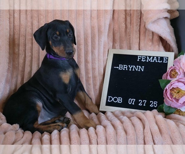 Medium Photo #3 Doberman Pinscher Puppy For Sale in POMEROY, OH, USA