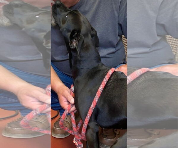 Medium Photo #3 Labrador Retriever-Unknown Mix Puppy For Sale in Westminster, MD, USA