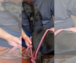 Small #2 Labrador Retriever Mix