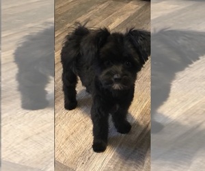 Maltipom Puppy for sale in LUDLOW, MA, USA