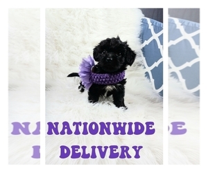 Mal-Shi-Maltipoo Mix Puppy for sale in CARTHAGE, TX, USA