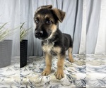 Small Photo #3 German Shepherd Dog Puppy For Sale in GREENWOOD, IN, USA