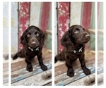 Puppy Puppy 1 Boykin Spaniel