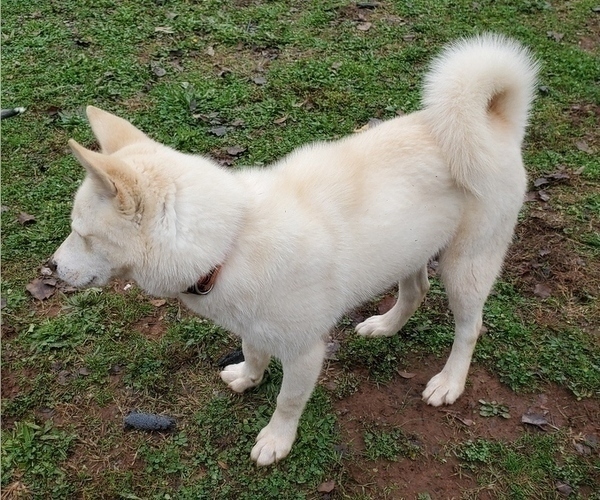 Medium Photo #6 Siberian Husky Puppy For Sale in PELZER, SC, USA