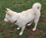 Small Photo #6 Siberian Husky Puppy For Sale in PELZER, SC, USA
