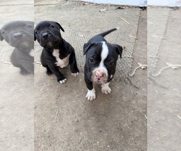 Medium Photo #5 American Bulldog Puppy For Sale in MACON, GA, USA