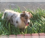 Small Photo #7 Australian Shepherd Puppy For Sale in OZARK, AR, USA