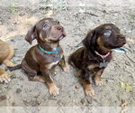Small Photo #3 American Staffordshire Terrier-Unknown Mix Puppy For Sale in Holly Springs, NC, USA