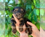 Image preview for Ad Listing. Nickname: Marley