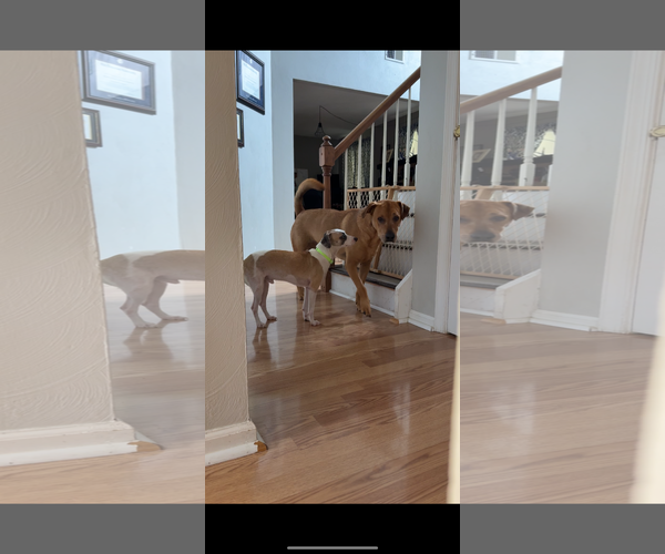 Medium Photo #7 Chihuahua-Unknown Mix Puppy For Sale in Virginia Beach, VA, USA