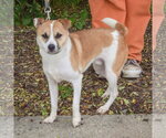 Small #1 Jack Russell Terrier