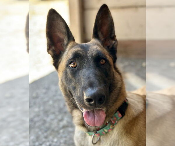 Medium Photo #1 Mutt Puppy For Sale in Petaluma, CA, USA