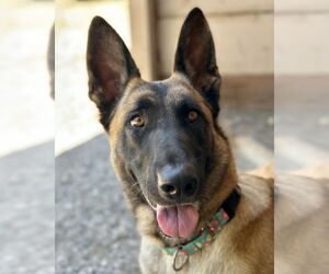 Mutt Dogs for adoption in Petaluma, CA, USA