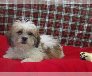 Zuchon Puppy for sale in PATERSON, NJ, USA