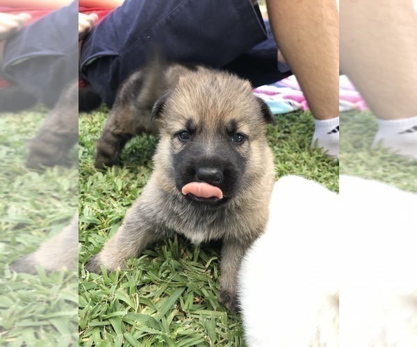 Medium Photo #30 German Shepherd Dog Puppy For Sale in ROSHARON, TX, USA