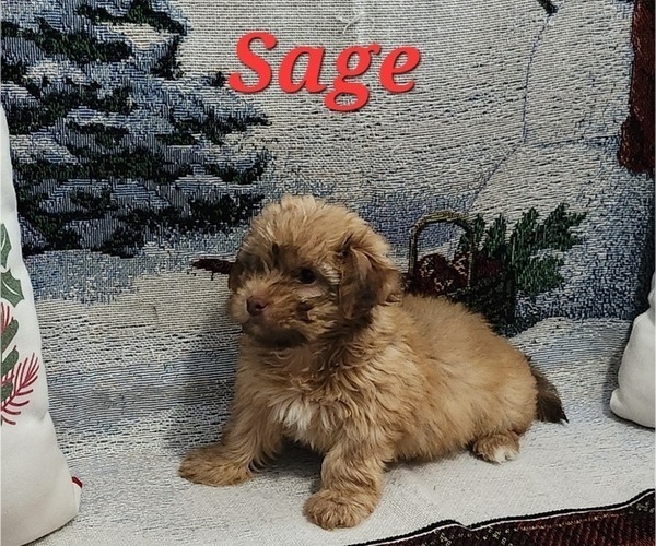 Medium Photo #9 Havanese Puppy For Sale in ALBION, PA, USA