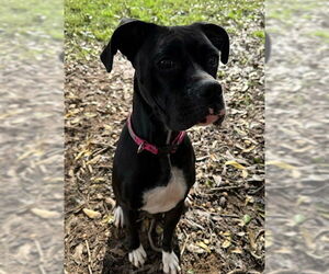 Boxer-Unknown Mix Dogs for adoption in Woodbury, NY, USA