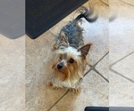 Small Photo #1 Yorkshire Terrier Puppy For Sale in PHOENIX, AZ, USA