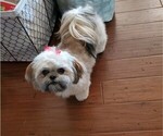 Small Photo #1 ShihPoo Puppy For Sale in HARDY, AR, USA