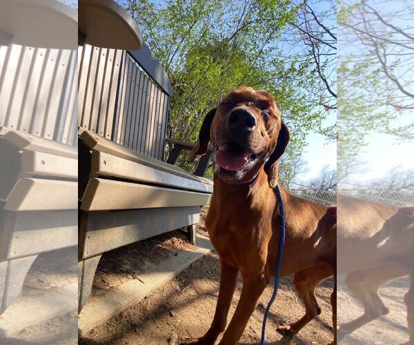 Medium Photo #3 Redbone Coonhound-Unknown Mix Puppy For Sale in Front Royal, VA, USA