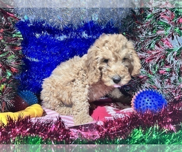 Medium Photo #7 Poodle (Miniature) Puppy For Sale in DURHAM, CT, USA
