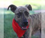 Small American Staffordshire Terrier Mix