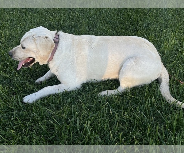 Medium Photo #1 Labradoodle Puppy For Sale in WILLCOX, AZ, USA