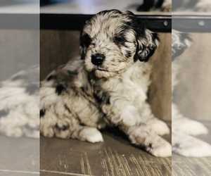 Aussiedoodle Puppy for sale in MAGNOLIA, MN, USA