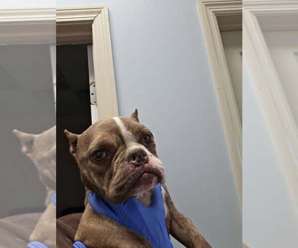Medium Photo #2 French Bulldog-Unknown Mix Puppy For Sale in New York, NY, USA
