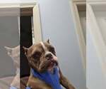 Small #1 French Bulldog Mix