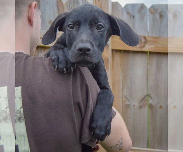 Medium Photo #4 Labralas Puppy For Sale in Huntley, IL, USA