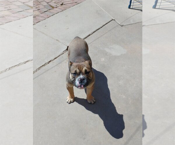 Medium Photo #2 Bulldog Puppy For Sale in Apple Valley, CA, USA