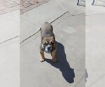 Small Photo #2 Bulldog Puppy For Sale in Apple Valley, CA, USA