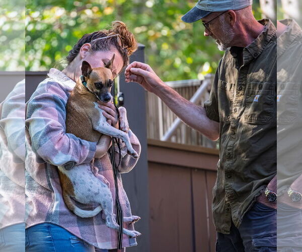 Medium Photo #4 Jack Russell Terrier-Unknown Mix Puppy For Sale in Arlington, VA, USA