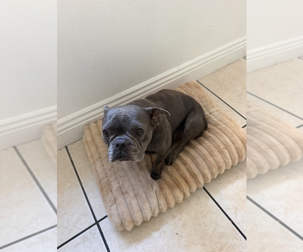 Medium Photo #1 French Bulldog Puppy For Sale in RIVERSIDE, CA, USA