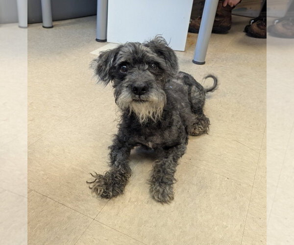 Medium Photo #1 Mutt Puppy For Sale in La Porte, IN, USA