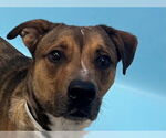 Small #9 Bullboxer Pit