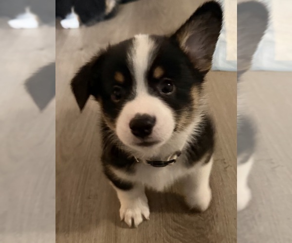 Medium Photo #3 Pembroke Welsh Corgi Puppy For Sale in INDEPENDENCE, MO, USA