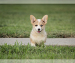 Small Photo #22 Pembroke Welsh Corgi Puppy For Sale in ELKTON, KY, USA