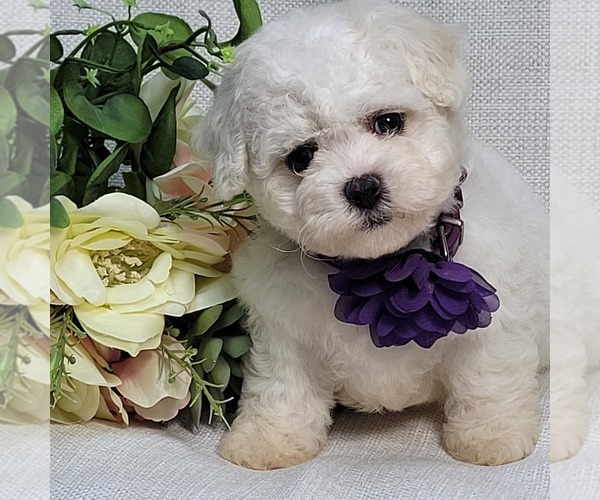 Medium Photo #3 Bichon Frise Puppy For Sale in BREMEN, GA, USA