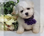 Small Photo #3 Bichon Frise Puppy For Sale in BREMEN, GA, USA