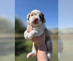 Small #6 Aussiedoodle