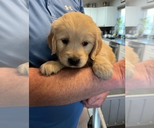 Golden Retriever Puppy for sale in COEUR D ALENE, ID, USA