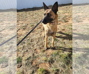 Roxanne located in New Mexico (aka Roxie) - Female Mutt Dog for Adoption - Photo #2